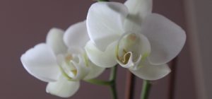 Orchidea