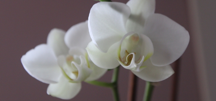 Orchidea