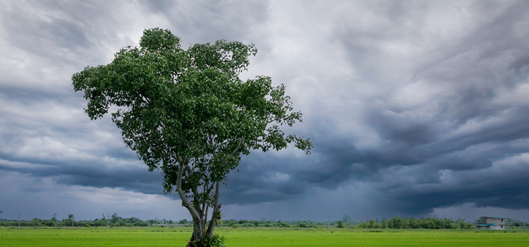 come-lasciar-andare-albero-con-cielo-grigio